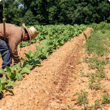 Crop Protection Solutions